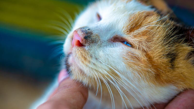 265 Chat Maladroit Photos Libres De Droits Et Gratuites De Dreamstime