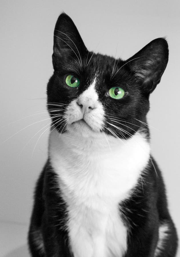 Cat stock photo. Image of cats, black, white 261688328
