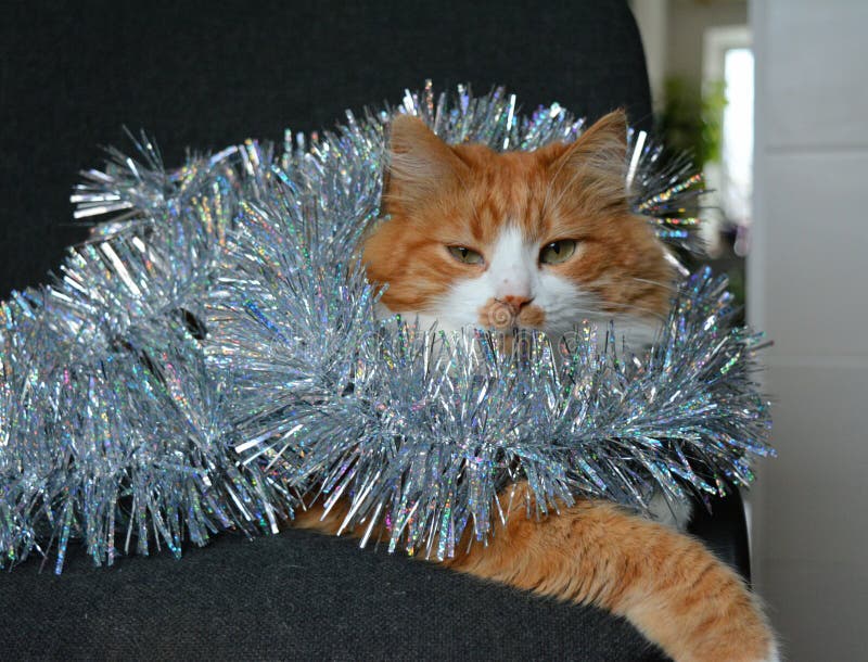 Cat Pet with Christmas Silver Tinsel Background Stock Image Image of