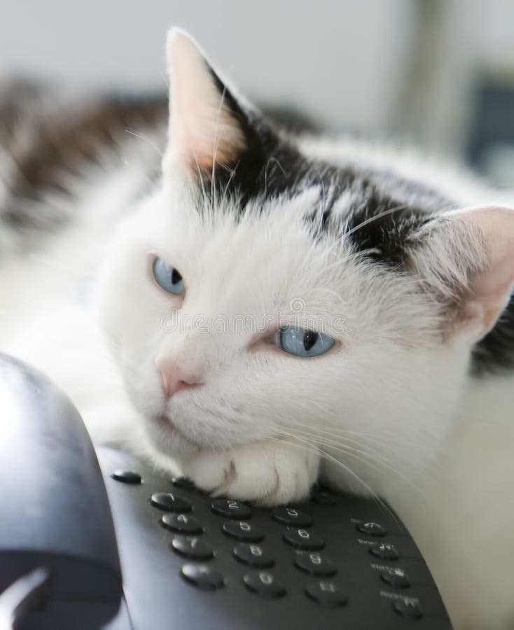 Cat on the phone! stock photo. Image of nose, white, carnivore - 7118606