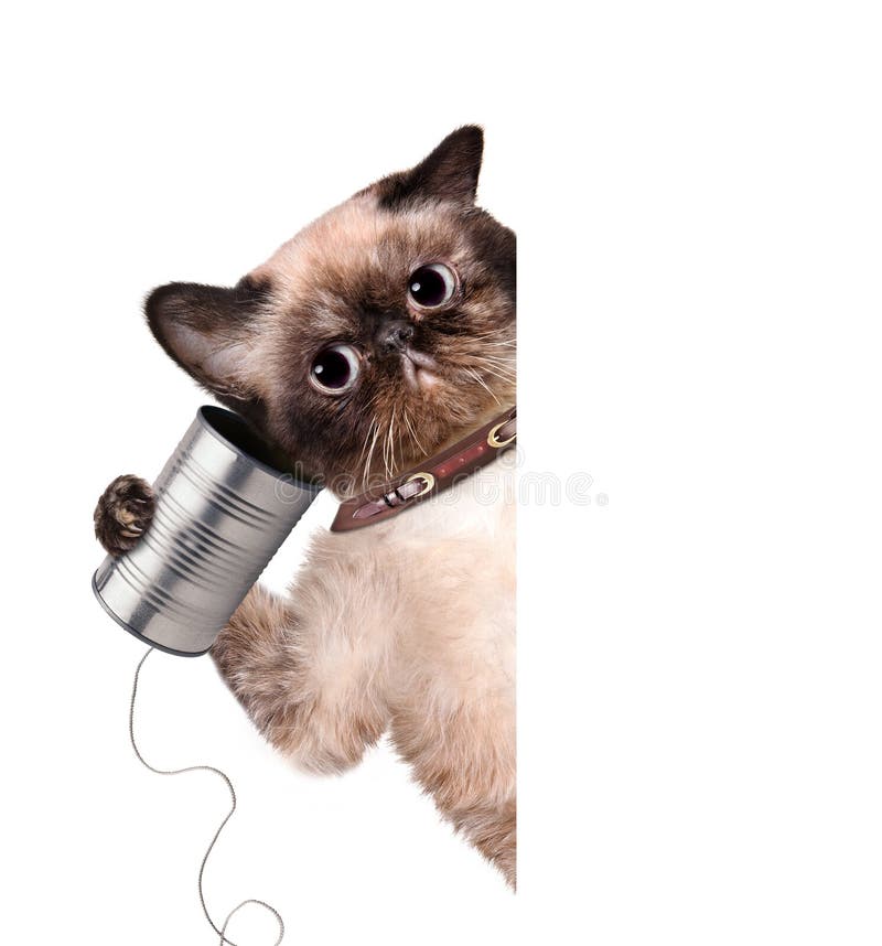 Cat on the Phone with a Can Stock Image - Image of conference, isolated