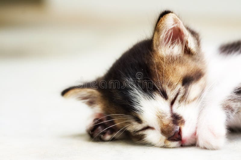 Braune und weiße Kätzchen mit der rosa Bauch schlafen auf off-white.