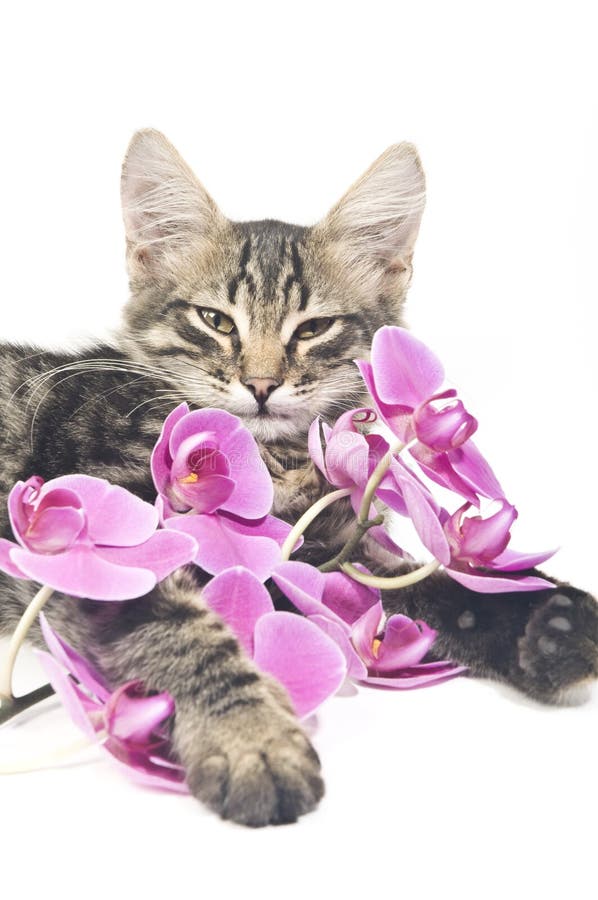 Cat with pink flowers
