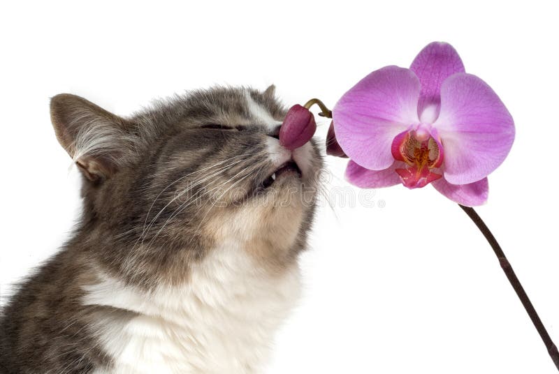 Cat and pink orchid