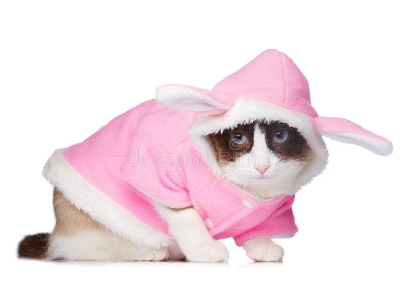 Cat Pink Rabbit Costume Isolated Stock Photos Free & RoyaltyFree