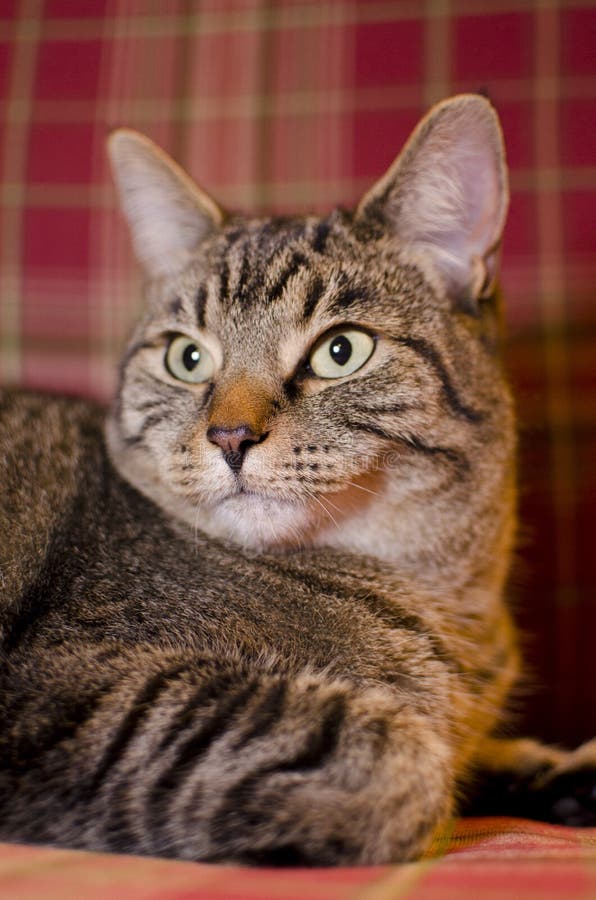 Cat with Plaid Background 3 Stock Image - Image of looking, grey: 22448507