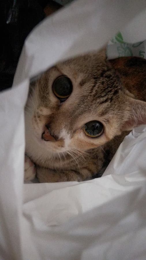 Cat in plastic bag stock photo. Image of carnivore, mammal 226894346