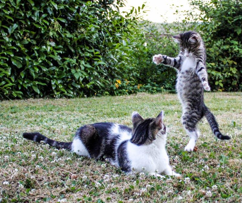 Cat stock image. Image of fight, animal, katze, play 78278923