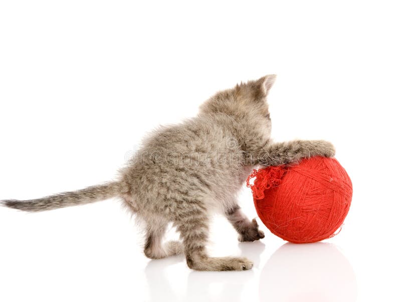 4,592 Ball Cat Playing Photos - Free & Royalty-Free Stock Photos from  Dreamstime