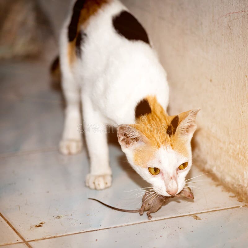 Cat Playing and Catch a Rat. Stock Photo - Image of green, pets: 127397318