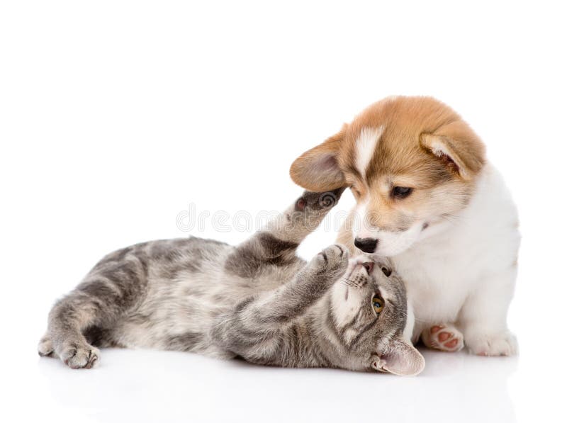 Cat playing with a dog. Isolated on white background
