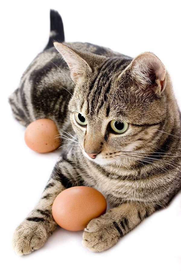 Cat playing with egg