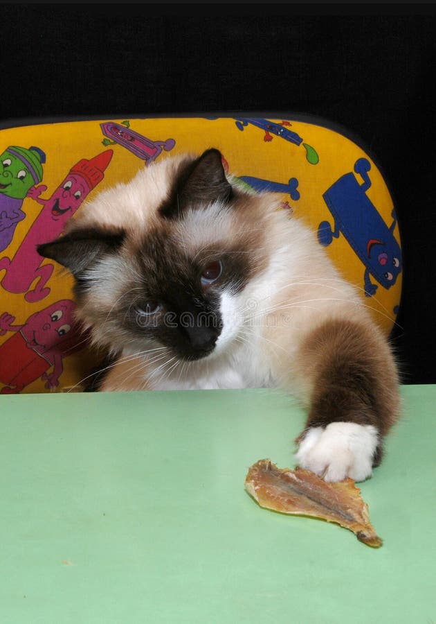 Cat playing with fish stock image. Image of reaching 11934111