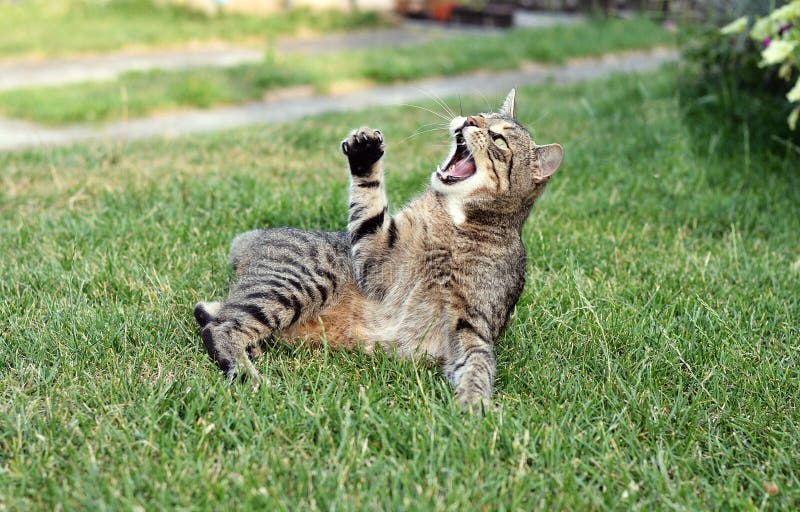 Cat playing stock photo. Image of funny, tongue, fight 35117064