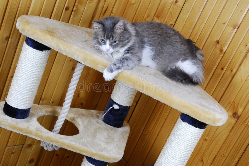 Cat Playing In A Huge Cathouse Stock Photo Image of cute, domestic