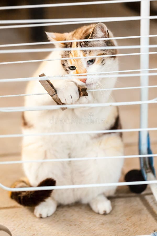 Old pegs stock photo. Image of hang, household, pegs 34774868