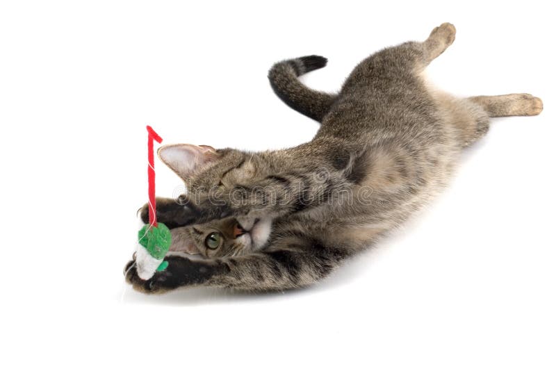 Cat Playing with Mouse stock image. Image of fake, appealing 1867729