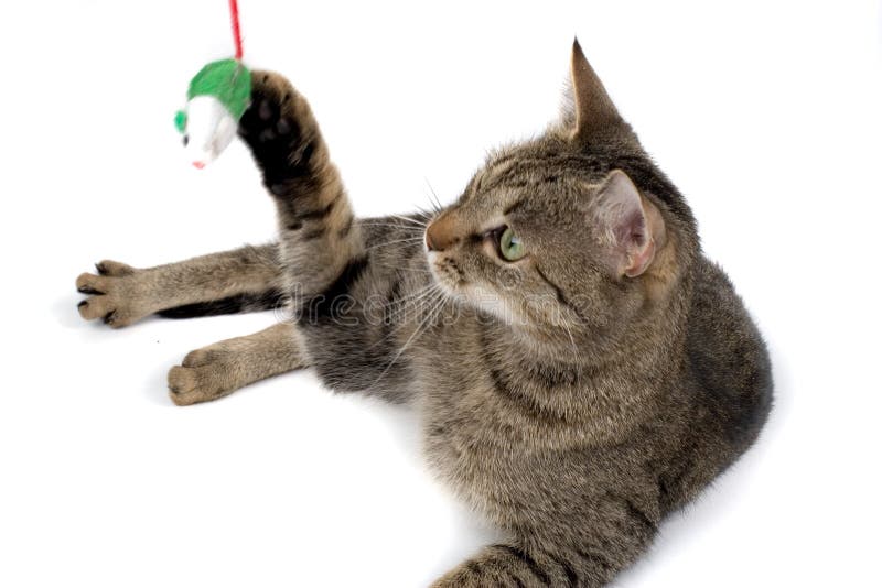 Cat Playing with Mouse Toy stock image. Image of enjoy 1867739