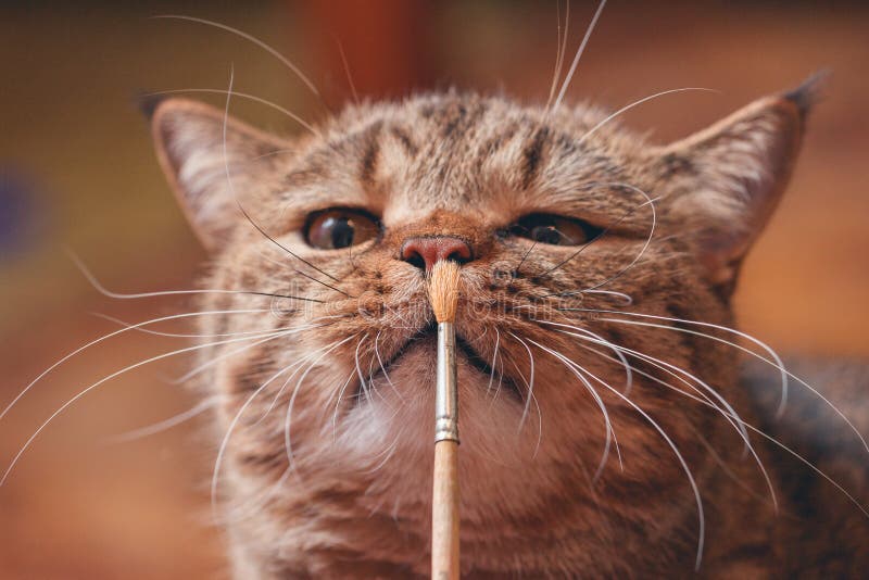 Cat Playing with Paint Brush Stock Image Image of brush, kitty 68456295