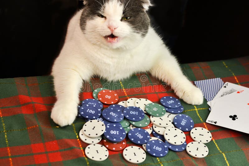 Bildresultat fÃ¶r cat poker