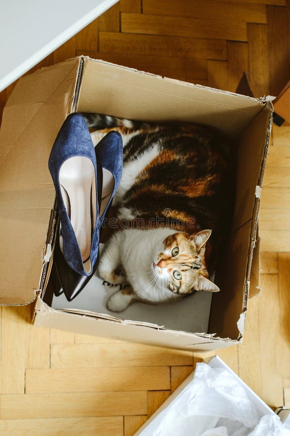 Cat online shoes best sale