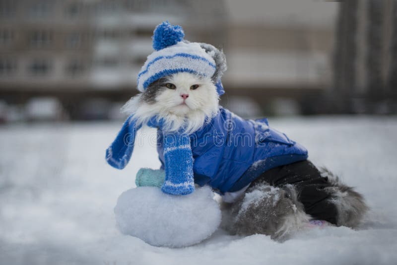 Cat playing in the snow frosty day