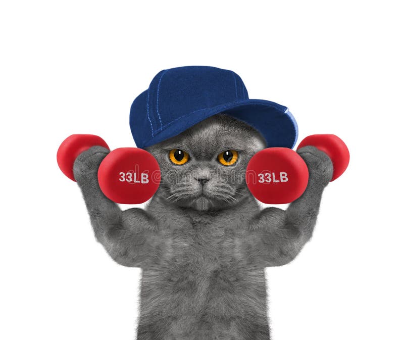 Cat Playing Sports with Dumbbells Stock Image Image of heavy, canine