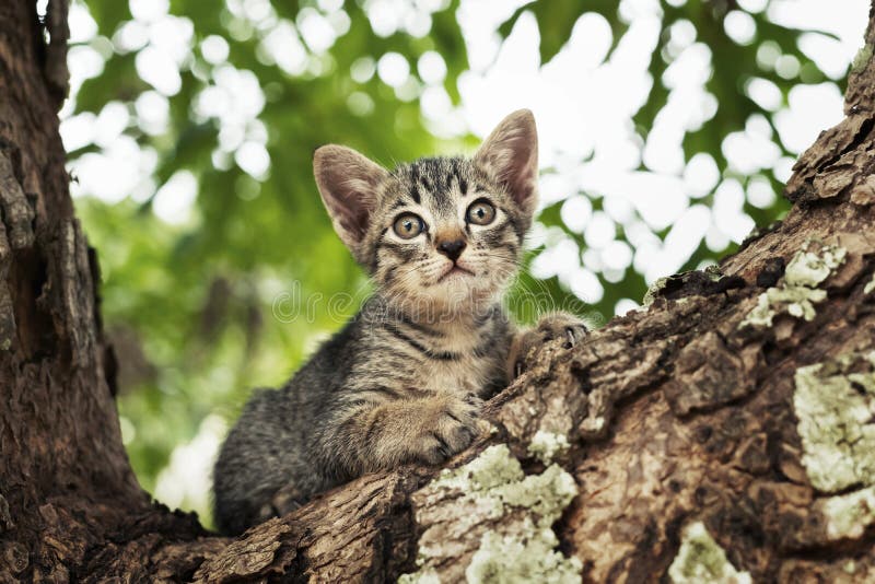 cat playing on tree