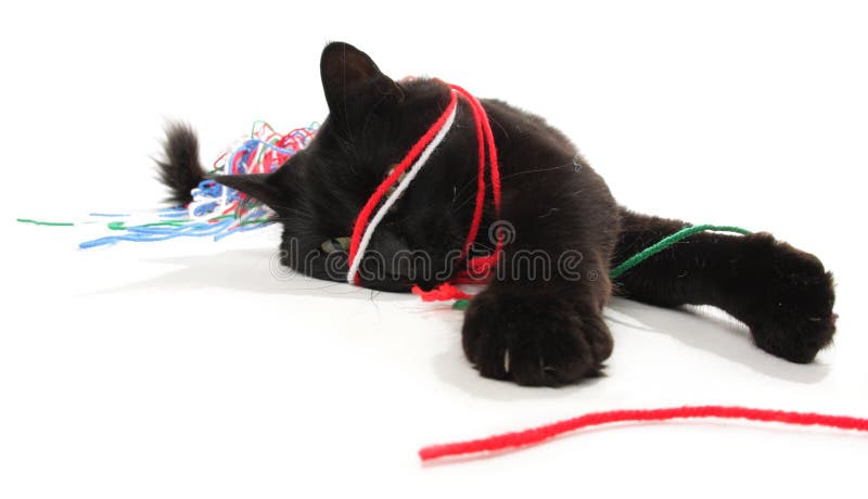 cat playing with yarn