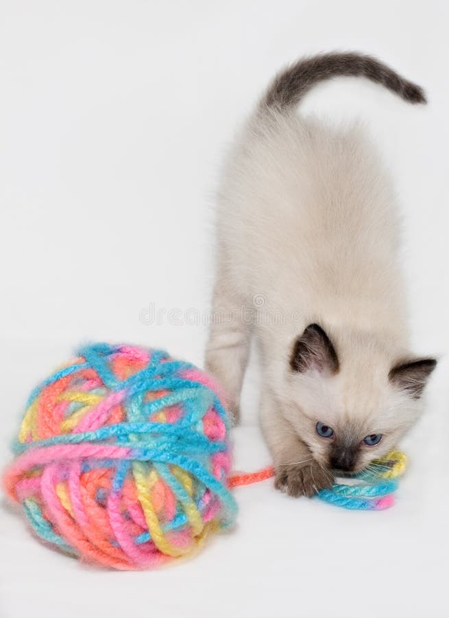Cat Playing With Yarn Isolated Stock Photo Image of himalayan