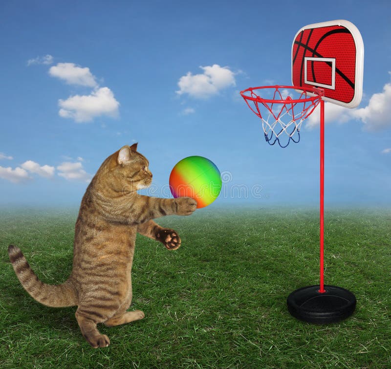 Cat Plays Basketball in Meadow Stock Image Image of meditation, grass
