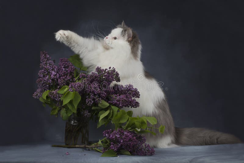 The Cat Plays with a Bouquet of Lilacs Stock Image Image of favorite