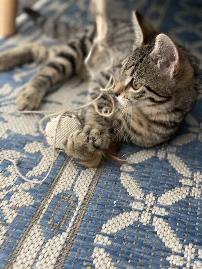 Cat plays with yarn stock image. Image of wildlife, kitten 252376789