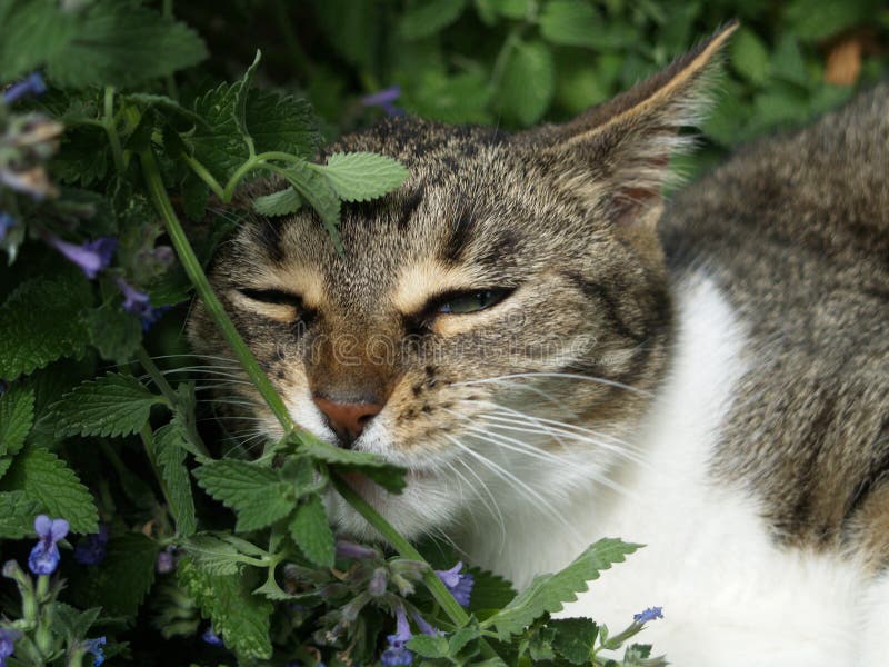 Cat pointing to Catnip. Young cat sniffing at Catnip stock photos