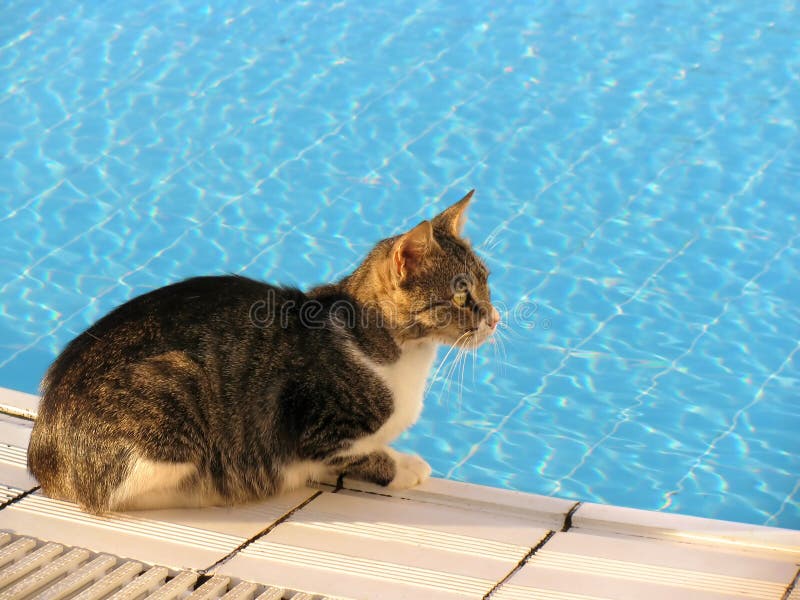 Cat at pool stock image. Image of relaxation, swimming 12502607