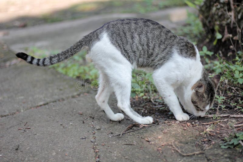 Kitty Pooping Stock Photos Free & RoyaltyFree Stock Photos from