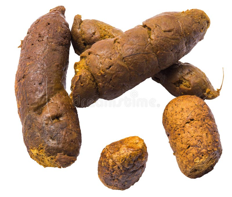 Cat poop isolated stock image. Image of disgusting, hairs - 92138029