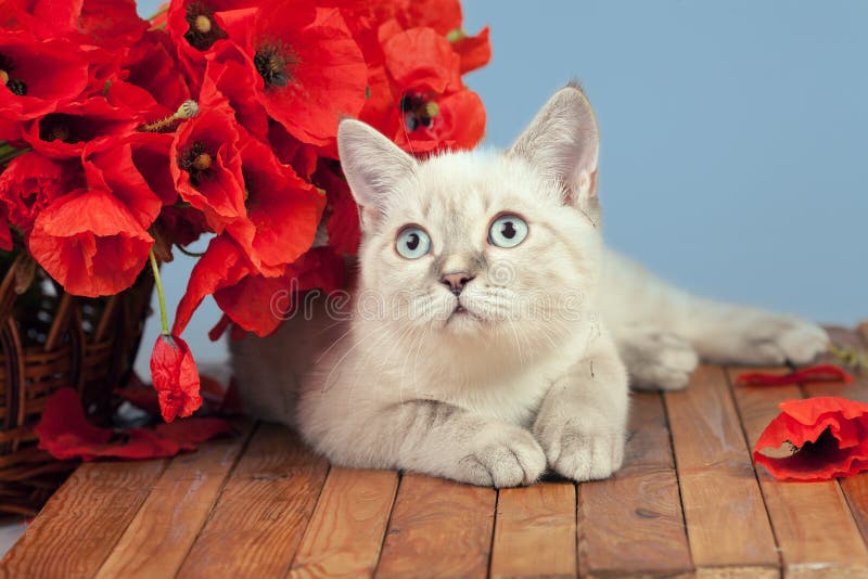 Cat with Poppies Flowers Lying on Wooden Table Stock Photo Image of