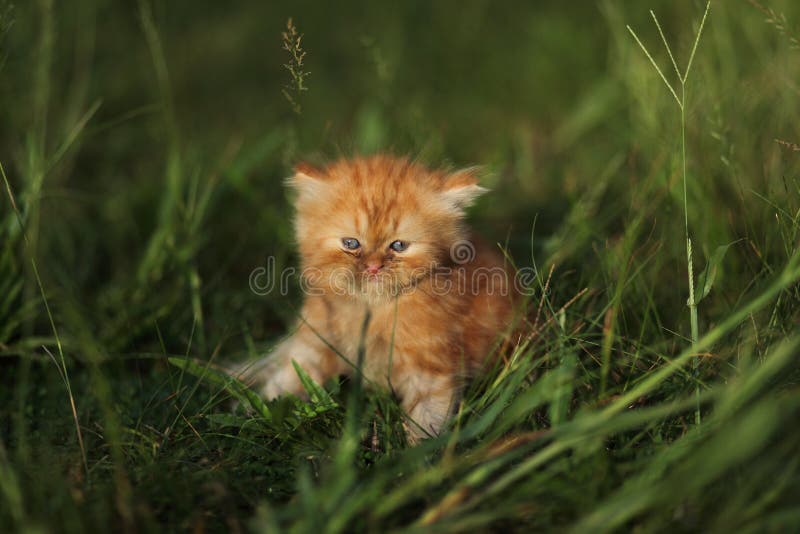 Very Angry Cat with a Narrowed Green Eye. Looks Haughty and Evil