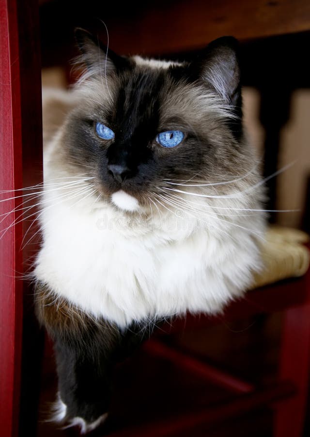 Ritratto bellissimo di razza bianco e nero gatto fisso blu occhi.
