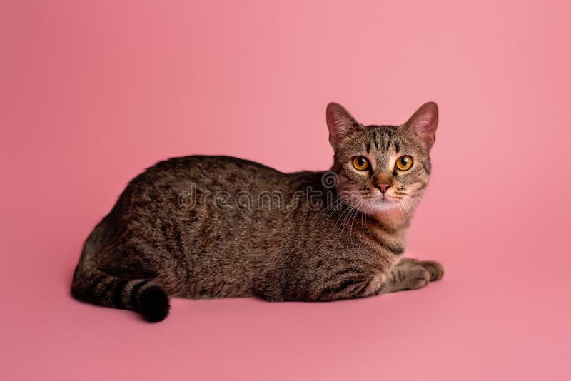 Cat portrait on coral background. Tabby cat with yellow eyes