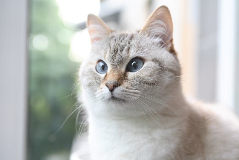 Cat Portrait domestique images stock Cat Portrait domestique images stock