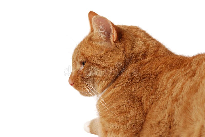 Cat Profile Stock Image Image Of Observing Nose Whiskers