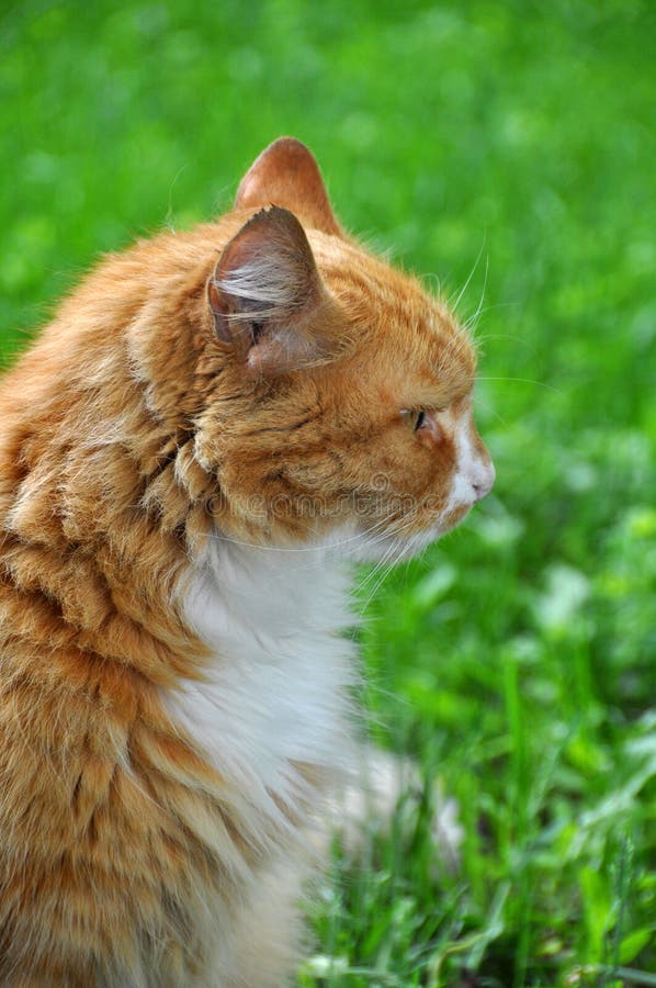 3,654 Cat Sitting Profile Photos Free & RoyaltyFree Stock Photos