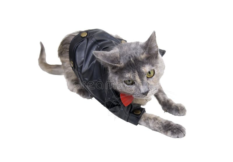 cat wearing leather jacket