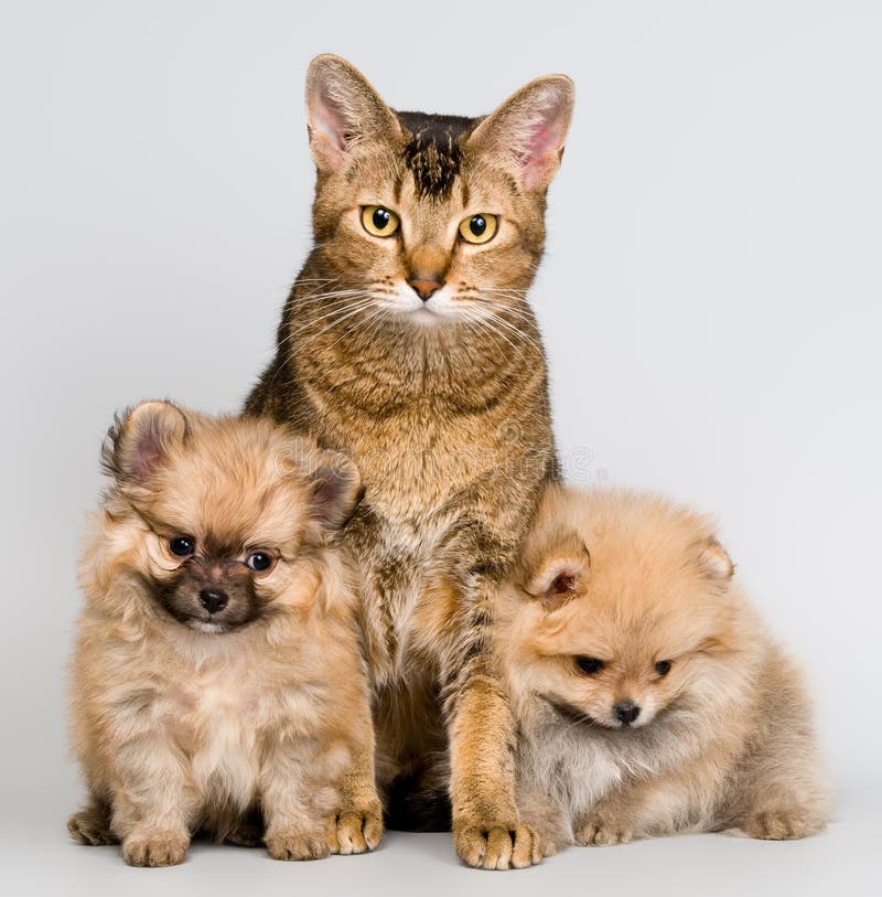 Cat and the puppies of the spitz-dog