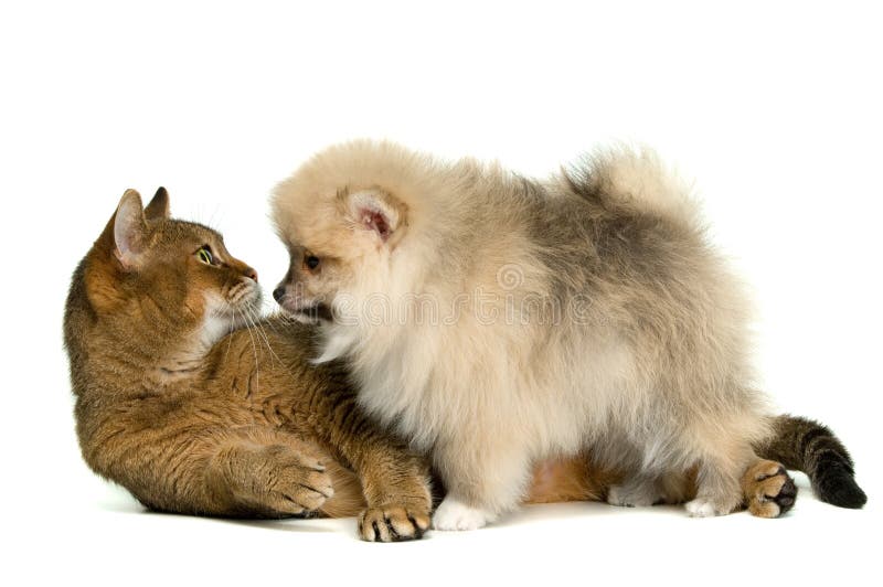 Cat and puppy stock image. Image of playful, kitty, canine 17861897