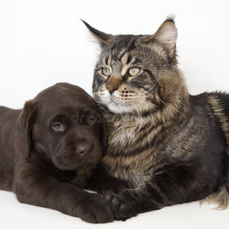Cat and puppy stock photo. Image of brown, retriever 23003140