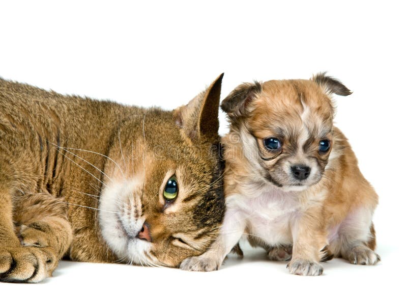 Cat and puppy of the chihuahua