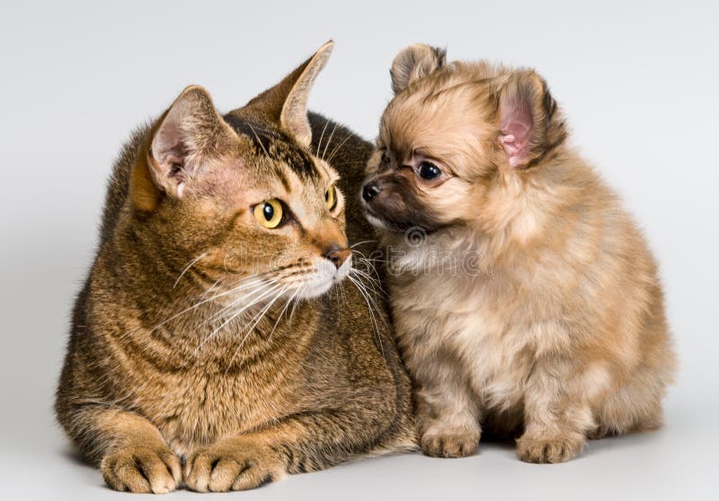 Cat and the puppy of the spitz-dog